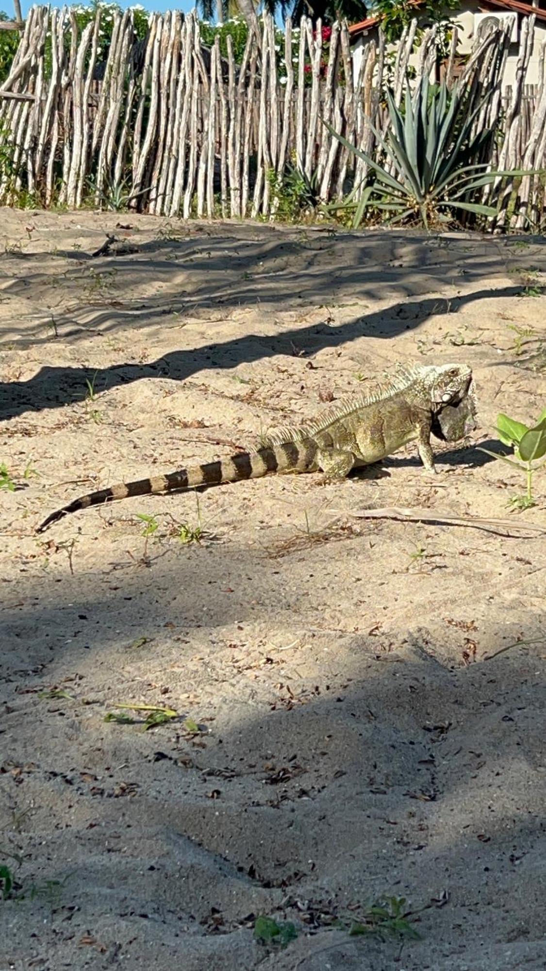 Casa Camurupim Barra Grande  Eksteriør bilde